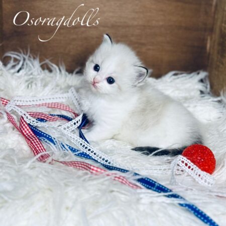 Ragdoll kitten
