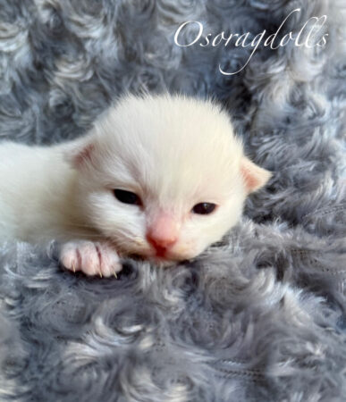 Ragdoll kitten