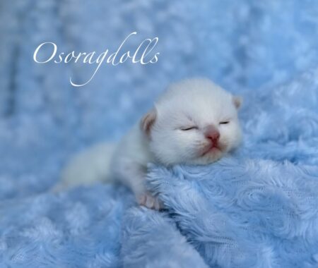 Ragdoll Kitten flamepoint red