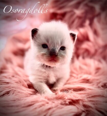 Ragdoll kitten
