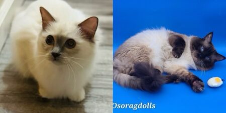 Ragdoll kittens for sale Washington state ragdoll kittens for sale seattle washington ragdoll kittens for sale california ragdoll kittens for sale oregon ragdoll kittens for sale wyoming ragdoll kittens for sale denver ragdoll kittens for sale florida ragdoll kittens for sale utah ragdoll kittens for sale near me ragdoll kittens available near me ragdoll kittens for sale in texas ragdoll kittens for sale maine ragdoll kittens for sale alaska