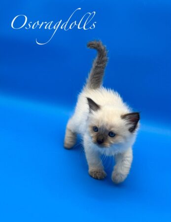 Ragdoll kitten for sale Washington State Seal Colorpoint Ragdoll for sale Ragdoll kitten for sale Oregon Ragdoll kitten for sale California