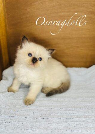 Ragdoll kitten available