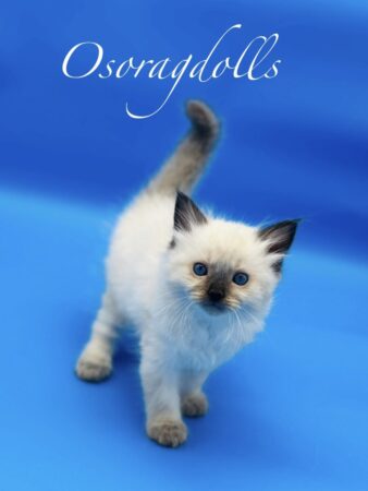 Ragdoll kitten for sale Ragdoll cats Washington State Ragdoll kitten available California Ragdoll kittens for sale near me Ragdoll kittens for sale New Mexico Ragdoll kittens for sale Maryland Ragdoll kittens for sale Denver Colorado Ragdoll kittens for sale Louisiana
