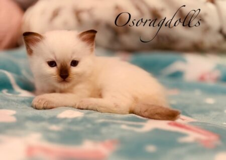 Chocolate Ragdoll kitten