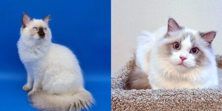 ragdoll kittens for sale washington state ragdoll kittens for sale seattle washington ragdoll kittens for sale oregon ragdoll kittens available near me ragdoll kittens for sale california ragdoll kittens for sale maine ragdoll kittens for sale new jersey ragdoll kittens for sale fancy cats for sale pretty cats for sale california cats california cats for sale california ragdoll kittens for sale denver kittens seattle kittens for sale portland kittens for sale dallas texas ragdolls for sale