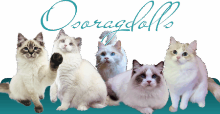 Oso Ragdolls