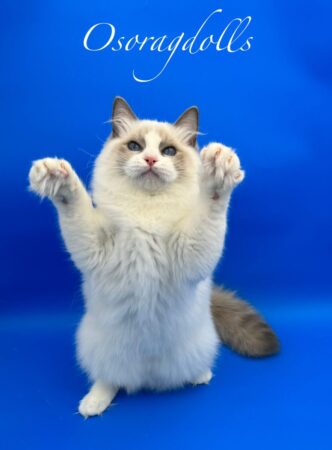 Ragdoll kittens for sale near me ragdoll kittens for sale washington state ragdoll kittens for sale texas ragdoll kittens available Colorado Delaware New York ragdolls New York ragdoll kittens ragdoll cats ragdolls for sale oregon ragdolls for sale california ragdolls for sale pennsylvania ragdoll kittens for sale new mexico ragdoll kittens for sale louisiana ragdoll kittens for sale idaho ragdoll kittens for sale wyoming ragdoll kittens for sale maine ragdoll kittens for sale massachusetts