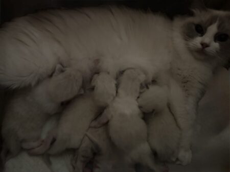 Ragdoll kittens available Washington Texas Idaho Ragdoll kittens for sale near me Ragdolls Ragdoll cats near me