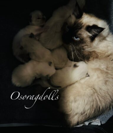 Ragdoll kittens for sale for christmas ragdoll kittens for sale washington state ragdoll kittens for sale oregon ragdoll kittens for sale texas ragdoll kittens for sale seattle washington ragdoll kittens for sale near me ragdoll kittens for sale utah ragdoll kittens for sale new mexico ragdoll kittens available seattle washington ragdolls for sale kirkland washington ragdolls WA ragdoll kittens for sale now california