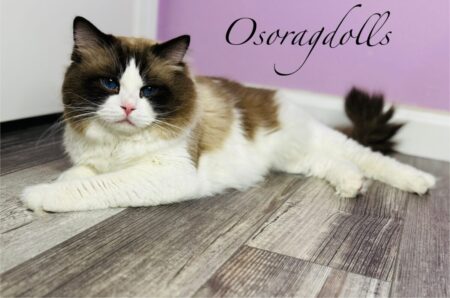 Ragdoll retired adult available near me Ragdoll kittens for sale Washington State Ragdoll for sale Oregon Texas