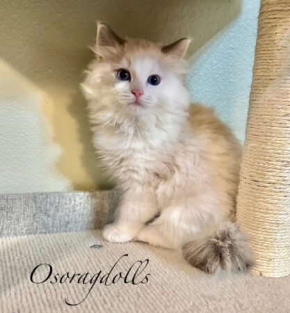 Ragdoll kitten for sale Washington state ragdoll kittens ragdoll kittens for sale near me ragdoll kittens for sale oregon ragdoll cats ragdoll kitten for sale california ragdoll kitten for sale texas ragdoll for sale austin texas ragdoll kittens for sale houston texas ragdoll kitten for sale florida ragdoll kitten for sale new mexico ragdoll kitten for sale conneticut ragdoll kitten for sale wyoming