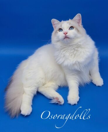 Ragdoll kittens for sale washington state ragdoll kittens for sale oregon ragdolls for sale near me texas california ragdolls pearls ragdolls