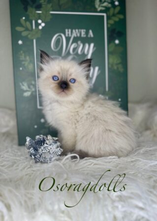 Ragdoll kitten for sale Washington state Ragdoll kittens Seattle washington ragdolls for sale near me ragdolls for sale oregon ragdolls available now ragdolls championship cats ragdolls for sale california ragdolls for sale best in new york ragdoll breeder best one ragdoll top breeder top cat show cat ragdoll kittens for sale wyoming ragdoll kittens for sale texas ragdolls for sale pennsylvania ragdolls for sale colorado