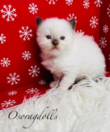 Ragdoll kitten for sale Washington state ragdoll kitten available near me ragdoll washington ragdoll texas ragdoll houstin texas ragdoll magnolia texas ragdoll dallas texas ragdoll for sale NYC ragdoll for sale florida ragdoll for sale colorado ragdoll for sale pittsburg ragdoll for sale california ragdoll cat for sale ragdoll for sale portland oregon ragdolls available now cat available now