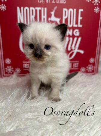 Ragdoll kittens for sale near me Ragdoll kitten sale Washington state ragdolls for sale by me ragdolls for sale oregon ragdoll for sale texas ragdoll for sale california ragdoll breeders purebred cats for sale holiday kitten ragdolls for sale seattle ragdoll kittens best for sale ragdoll for sale new mexico ragdoll kittens for sale new york ragdoll kittens for sale west virginia ragdoll kittens for sale pennsylvania ragdolls for sale louisiana ragdoll kittens for sale austin texas ragdoll kittens for sale houston texas ragdol lkittens for sale boston massachusetts
