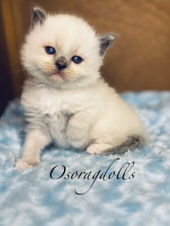 Ragdoll kitten for sale Washington State Ragdoll kittens for sale Seattle Ragdoll kittens WA State Ragdolls California Ragdoll California Ragdoll LA Ragdoll kitten for sale near me Ragdoll breeder by me Ragdolls for sale Texas Ragdoll kittens Texas Ragdoll Florida Ragdoll kitten Vermont Ragdoll kitten Mississippi Ragdoll kitten Georgia Ragdoll for sale Colorado Ragdoll kitten New Mexico Ragdoll for sale South Dakota Ragdoll for sale Illinois Ragdoll for sale North Dakota Ragdoll for sale Ohio Ragdoll for sale Minnesota Ragdoll for sale Michigan