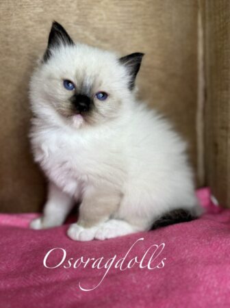 Ragdoll kitten for sale Washington state Ragdoll seattle ragdoll kittens available near me ragdoll kitten for sale texas ragdoll kitten colorado ragdoll kitten for sale pittsburg ragdoll for sale massachusetts ragdolls for sale maine ragdolls for sale pennsylvania ragdolls for sale california ragdolls for sale in california ragdolls for sale los angelos ragdolls for sale florida ragdoll oregon ragdoll austin ragdoll pearl ragdoll south dakota ragdolls for sale vermont