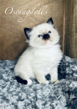 Ragdoll kitten for sale Washington state ragdoll kitten available now ragdoll for sale oregon ragdolls portland oregon ragdoll kittens for sale california ragdoll kittens and cats for sale near me ragdolls adoption ragdolls for sale texas ragdolls for sale maine ragdoll kittens New Jersey Ragdoll kittens for sale Vermont Ragdoll kittens for sale Boston Massachusetts Ragdoll kittens for sale Florida Ragdolls for sale Louisiana Ragdolls for sale Austin Texas Ragdolls for sale Seattle Washington Ragdolls for sale Bellevue Washington ragdoll for sale new york