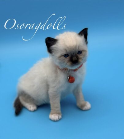 ragdoll kitten for sale washington state ragdoll kitten for sale seattle, ragdoll for sale oregon, ragdoll for sale california, ragdoll for sale texas, texas ragdolls for sale, vermont ragdoll kittens for sale, maine ragdolls for sale, boston ragdolls for sale, ragdoll kittens for sale near me, ragdolls for sale kentucky, ragdolls for sale montana, ragdoll kittens near me for sale