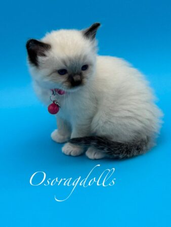 Ragdoll kitten for sale Washington state ragdoll kitten for sale seattle washington ragdoll kittens available near me ragdolls ragdoll ragdoll for sale oregon ragdoll kitten oregon ragdoll california ragdoll pearls ragdoll ragdoll for sale texas ragdoll for sale houston texas ragdoll for sale georgia ragdoll for sale new hampshire ragdoll kittens for sale florida ragdoll for sale vermont colorado ragdoll kittens for sale cute happy kittens for sale ragdoll kittens for sale near montana ragdoll kittens for sale pennsylvania
