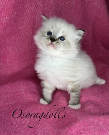 Ragdoll kitten Washington state Ragdoll kitten Seattle Washington Ragdoll Bellevue Washington Ragdoll kittens Oregon Ragdoll kitten Portland Ragdoll kitten Houston Texas Ragdoll kittens for sale Austin Texas Ragdolls for sale Dallas Texas Ragdoll kitten for sale Texas Ragdolls Texas Ragdolls Colorado Ragdoll Wyoming Ragdoll for sale Boston Ragdoll Pennsylvania