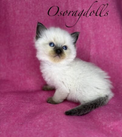 Ragdoll kitten for sale Washington state Ragdoll kittens for sale Seattle Ragdoll kitten for sale Oregon Ragdoll kittens Oregon Ragdoll kittens for sale California Ragdoll kittens for sale Texas Ragdoll kittens for sale Austin Texas Ragdoll kitten Houston Texas Ragdoll cats near me Texas Ragdolls Texas Ragdolls for sale Maine Ragdolls for sale Ohio Ragdolls for sale Arizona Ragdoll kittens for sale New Mexico Ragdoll kittens for sale Pennsylvania Ragdoll kitten Maryland Ragdoll kitten Vermont Ragdoll Boston Ragdoll kitten Montana Ragdoll kitten Michigan