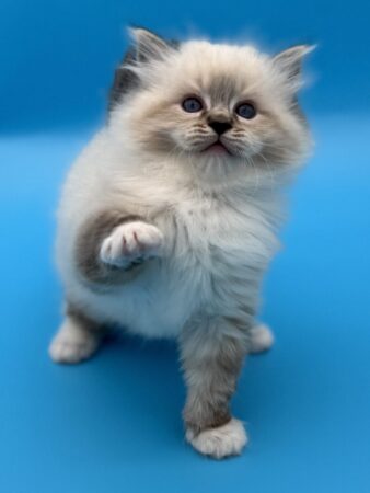 Ragdoll kitten for sale Washington state Ragdoll kitten Seattle Ragdoll kitten for sale near me Ragdolls available now cats available now Ragdoll kitten Texas Ragdoll kitten for sale Austin Texas Ragdoll kitten New Mexico Ragdoll kitten for sale California Ragdoll kitten Pennsylvania Ragdoll kitten Pittsburgh Ragdoll kitten for sale Colorado Ragdoll kitten for sale Wyoming Ragdoll kitten for sale Maine Ragdoll kitten Delaware Ragdoll kitten New Jersey Ragdoll kitten for sale Alaska Ragdoll Florida Ragdoll Conneticut