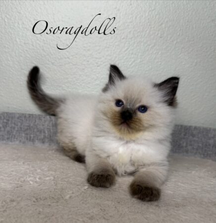 Ragdoll kitten Washington state Ragdoll kitten Seattle Ragdoll Washington Ragdoll kittens for sale near me Ragdolls Ragdoll kitten Oregon Ragdoll kitten California Ragdoll California Ragdoll Texas Ragdoll kittens for sale Texas Ragdoll Texas breeder cats cats for sale near me Ragdoll kitten Colorado Ragdoll kitten Pennsylvania Ragdoll kitten Boston Ragdoll New York Ragdoll kitten Ohio Ragdoll kitten New Jersey Ragdoll Chicago Ragdoll kittens for sale Illinois Ragdoll for sale Tennessee Ragdoll kitten for sale New Mexico Ragdoll kittens for sale Vermont Ragdoll kittens for sale Florida Ragdoll kittens for sale Portland Ragdoll kittens for sale South Dakota Ragdoll kitten Louisiana Ragdoll kitten Oklahoma Ragdoll kitten Memphis Ragdoll kitten Montana