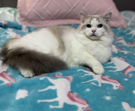 Ragdoll available Washington State Ragdoll Seattle, Ragdoll kittens for sale near me, Ragdolls for sale, Ragdoll kittens for sale Oregon, Ragdolls available near me. Ragdoll cats for sale. Ragdolls for sale Texas. Ragdolls for sale California. Ragdoll Google search. Ragdoll kittens Colorado, Ragdolls Idaho, Ragdoll breeders by me, Ragdoll for sale Florida, Ragdoll Pennsylvania, Ragdoll kittens for sale Boston, Massachusetts, Ragdoll kittens New York.