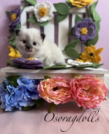 Ragdoll kitten for sale Washington state, Ragdoll for sale Seattle, Ragdoll kitten for sale California, best Ragdoll breeder, Ragdoll kitten Washington, Ragdoll available Washington, Ragdoll search, Ragdoll Texas, Ragdoll kitten Oregon, Ragdoll kittens for sale near me, Ragdoll kittens for sale near me, Ragdoll love, Ragdoll for sale New York, Ragdoll kitten Colorado, Ragdoll kitten Wyoming, Ragdoll Delaware, Ragdoll Los Angeles, Ragdoll kitten San Diego, Ragdoll kitten Ohio, Ragdoll kitten Michigan, Ragdoll kitten Missouri, Ragdoll kitten Minnesota.
