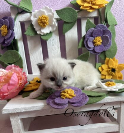 Ragdoll kitten Washington state, Ragdoll kitten for sale Seattle, Ragdoll breeder Washington, Ragdoll for sale California, Ragdoll Texas, Ragdoll kittens for sale Texas, Ragdoll cats Texas, Ragdolls for sale near me, Ragdoll for sale Oregon, Ragdoll Portland, Ragdoll NYC, Ragdoll DC, Ragdoll USA, Ragdoll for sale New Mexico, Ragdoll for sale Delaware, Ragdoll kitten Ohio, Ragdoll kittens for sale now, best Ragdoll breeder, cute Ragdoll kittens for sale, loving Ragdolls for sale, sweet cat for sale.