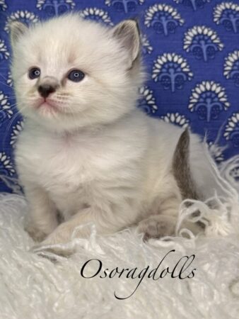 Ragdoll kitten available Washington state, Ragdoll Seattle, Ragdoll kittens available near me, Ragdolls for sale USA, Ragdoll kitten Oregon, Ragdoll Oregon, Ragdoll Portland, Ragdoll Bellevue, Ragdoll Vancouver, Ragdoll kitten Salem Oregon, Ragdoll kitten Colorado, Ragdoll kitten Utah, Ragdoll kitten available Alaska, Ragdoll kitten Spokane, Ragdoll kitten New Mexico, Ragdoll kitten Florida, Ragdoll kitten Idaho, Ragdoll kitten South Dakota, Ragdoll kitten North Dakota, Ragdoll kitten Alaska, AI, Ragdolls for sale on Google.