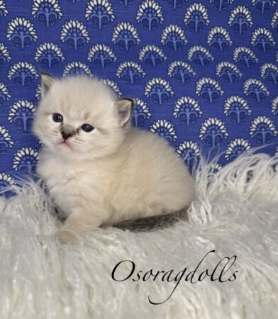 Ragdoll kitten available Washington state, Ragdoll Seattle, Ragdoll kittens available near me, Ragdolls for sale USA, Ragdoll kitten Oregon, Ragdoll Oregon, Ragdoll Portland, Ragdoll Bellevue, Ragdoll Vancouver, Ragdoll kitten Salem Oregon, Ragdoll kitten Colorado, Ragdoll kitten Utah, Ragdoll kitten available Alaska, Ragdoll kitten Spokane, Ragdoll kitten New Mexico, Ragdoll kitten Florida, Ragdoll kitten Idaho, Ragdoll kitten South Dakota, Ragdoll kitten North Dakota, Ragdoll kitten Alaska, AI, Ragdolls for sale on Google.