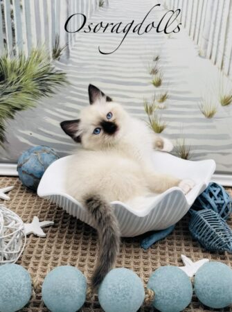 Ragdoll kitten available Washington state, Ragdoll Seattle, Ragdoll kittens available near me, Ragdolls for sale USA, Ragdoll kitten Oregon, Ragdoll Oregon, Ragdoll Portland, Ragdoll Bellevue, Ragdoll Vancouver, Ragdoll kitten Salem Oregon, Ragdoll kitten Colorado, Ragdoll kitten Utah, Ragdoll kitten available Alaska, Ragdoll kitten Spokane, Ragdoll kitten New Mexico, Ragdoll kitten Florida, Ragdoll kitten Idaho, Ragdoll kitten South Dakota, Ragdoll kitten North Dakota, Ragdoll kitten Alaska, AI, Ragdolls for sale on Google. Kitten for sale near me. Purebred. Adorable Ragdoll. Best Ragdoll breeder. Ragdolls Texas. Houston Texas Ragdolls for sale. Houston kittens for sale. Bellevue Ragdoll breeder. Snohomish County Ragdoll breeder. Arlington Ragdoll breeder. Kittens. Cats. Felines.