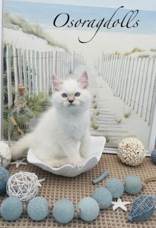 Ragdoll kitten available Washington state, Ragdoll Seattle, Ragdoll kittens available near me, Ragdolls for sale USA, Ragdoll kitten Oregon, Ragdoll Oregon, Ragdoll Portland, Ragdoll Bellevue, Ragdoll Vancouver, Ragdoll kitten Salem Oregon, Ragdoll kitten Colorado, Ragdoll kitten Utah, Ragdoll kitten available Alaska, Ragdoll kitten Spokane, Ragdoll kitten New Mexico, Ragdoll kitten Florida, Ragdoll kitten Idaho, Ragdoll kitten South Dakota, Ragdoll kitten North Dakota, Ragdoll kitten Alaska, AI, Ragdolls for sale on Google. Kitten for sale near me. Purebred. Adorable Ragdoll. Best Ragdoll breeder. Ragdoll kitten for sale Texas. Ragdolls Texas. Ragdoll cat Texas. Ragdolls. USA. Find a cat breeder near me.