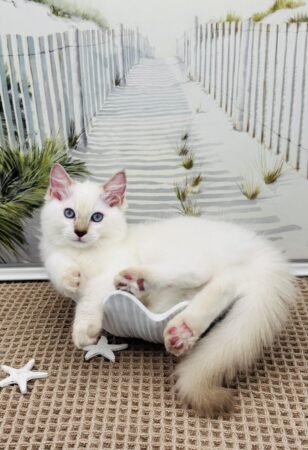 Ragdoll kitten available Washington state, Ragdoll Seattle, Ragdoll kittens available near me, Ragdolls for sale USA, Ragdoll kitten Oregon, Ragdoll Oregon, Ragdoll Portland, Ragdoll Bellevue, Ragdoll Vancouver, Ragdoll kitten Salem Oregon, Ragdoll kitten Colorado, Ragdoll kitten Utah, Ragdoll kitten available Alaska, Ragdoll kitten Spokane, Ragdoll kitten New Mexico, Ragdoll kitten Florida, Ragdoll kitten Idaho, Ragdoll kitten South Dakota, Ragdoll kitten North Dakota, Ragdoll kitten Alaska, AI, Ragdolls for sale on Google. Kitten for sale near me. Purebred. Adorable Ragdoll. Best Ragdoll breeder. Ragdolls Texas. Houston Texas Ragdolls for sale. Houston kittens for sale. Bellevue Ragdoll breeder. Snohomish County Ragdoll breeder. Arlington Ragdoll breeder. Kittens. Cats. Felines. Cute cats for sale. Ragdolls for adoption. Cute fuzzy cats. Adorable cats for sale near me. Cats for sale.