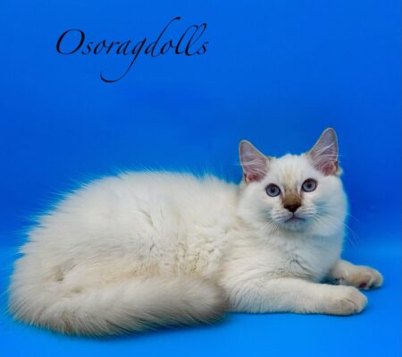 Ragdoll kitten available Washington state, Ragdoll Seattle, Ragdoll kittens available near me, Ragdolls for sale USA, Ragdoll kitten Oregon, Ragdoll Oregon, Ragdoll Portland, Ragdoll Bellevue, Ragdoll Vancouver, Ragdoll kitten Salem Oregon, Ragdoll kitten Colorado, Ragdoll kitten Utah, Ragdoll kitten available Alaska, Ragdoll kitten Spokane, Ragdoll kitten New Mexico, Ragdoll kitten Florida, Ragdoll kitten Idaho, Ragdoll kitten South Dakota, Ragdoll kitten North Dakota, Ragdoll kitten Alaska, AI, Ragdolls for sale on Google. Kitten for sale near me. Purebred. Adorable Ragdoll. Best Ragdoll breeder. Ragdolls Texas. Houston Texas Ragdolls for sale. Houston kittens for sale. Bellevue Ragdoll breeder. Snohomish County Ragdoll breeder. Arlington Ragdoll breeder. Kittens. Cats. Felines. Cute cats for sale. Ragdolls for adoption. Cute fuzzy cats. Adorable cats for sale near me. Cats for sale. CFA registered cats for sale. TICA Registered kitten. Houston Texas cat for adoption Dallas Texas cat. San Antonio Texas Ragdoll for sale. Olympia Washington cat for sale. Cuddly cat for sale. Sweet cat wanted. Best Ragdoll cat. Most popular cat breed for sale. Affectionate cat for sale. Feline adoption. Kittens for adoption near me. Top cat. New Mexico cats for sale. Texas cat for sale. Texas kittens for adoption. Rehome Ragdoll available. Animals for sale. Pets for sale near me. Pets Texas for sale. Pet Washington State. Best breeders. fluffy cute cat fluffy cat fluffy kitten