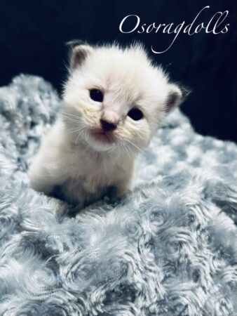 Ragdoll kitten available Washington state, Ragdoll Seattle, Ragdoll kittens available near me, Ragdolls for sale USA, Ragdoll kitten Oregon, Ragdoll Oregon, Ragdoll Portland, Ragdoll Bellevue, Ragdoll Vancouver, Ragdoll kitten Salem Oregon, Ragdoll kitten Colorado, Ragdoll kitten Utah, Ragdoll kitten available Alaska, Ragdoll kitten Spokane, Ragdoll kitten New Mexico, Ragdoll kitten Florida, Ragdoll kitten Idaho, Ragdoll kitten South Dakota, Ragdoll kitten North Dakota, Ragdoll kitten Alaska, AI, Ragdolls for sale on Google. Kitten for sale near me. Purebred. Adorable Ragdoll. Best Ragdoll breeder. Ragdolls Texas. Houston Texas Ragdolls for sale. Houston kittens for sale. Bellevue Ragdoll breeder. Snohomish County Ragdoll breeder. Arlington Ragdoll breeder. Kittens. Cats. Felines. Cute cats for sale. Ragdolls for adoption. Cute fuzzy cats. Adorable cats for sale near me. Cats for sale. CFA registered cats for sale. TICA Registered kitten. Houston Texas cat for adoption Dallas Texas cat. San Antonio Texas Ragdoll for sale. Olympia Washington cat for sale. Cuddly cat for sale. Sweet cat wanted. Best Ragdoll cat. Most popular cat breed for sale. Affectionate cat for sale. Feline adoption. Kittens for adoption near me. Top cat. New Mexico cats for sale. Texas cat for sale. Texas kittens for adoption. Rehome Ragdoll available.