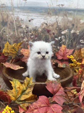 Ragdoll kitten available Washington state, Ragdoll Seattle, Ragdoll kittens available near me, Ragdolls for sale USA, Ragdoll kitten Oregon, Ragdoll Oregon, Ragdoll Portland, Ragdoll Bellevue, Ragdoll Vancouver, Ragdoll kitten Salem Oregon, Ragdoll kitten Colorado, Ragdoll kitten Utah, Ragdoll kitten available Alaska, Ragdoll kitten Spokane, Ragdoll kitten New Mexico, Ragdoll kitten Florida, Ragdoll kitten Idaho, Ragdoll kitten South Dakota, Ragdoll kitten North Dakota, Ragdoll kitten Alaska, AI, Ragdolls for sale on Google. Kitten for sale near me. Purebred. Adorable Ragdoll. Best Ragdoll breeder. Ragdolls Texas. Houston Texas Ragdolls for sale. Houston kittens for sale. Bellevue Ragdoll breeder. Snohomish County Ragdoll breeder. Arlington Ragdoll breeder. Kittens. Cats. Felines. Cute cats for sale. Ragdolls for adoption. Cute fuzzy cats. Adorable cats for sale near me. Cats for sale. CFA registered cats for sale. TICA Registered kitten. Houston Texas cat for adoption Dallas Texas cat. San Antonio Texas Ragdoll for sale. Olympia Washington cat for sale. Cuddly cat for sale. Sweet cat wanted. Best Ragdoll cat. Most popular cat breed for sale. Affectionate cat for sale. Feline adoption. Kittens for adoption near me. Top cat. New Mexico cats for sale. Texas cat for sale. Texas kittens for adoption. Rehome Ragdoll available. Animals for sale. Pets for sale near me. Pets Texas for sale. Pet Washington State. Best breeders. fluffy cute cat fluffy cat fluffy kitten