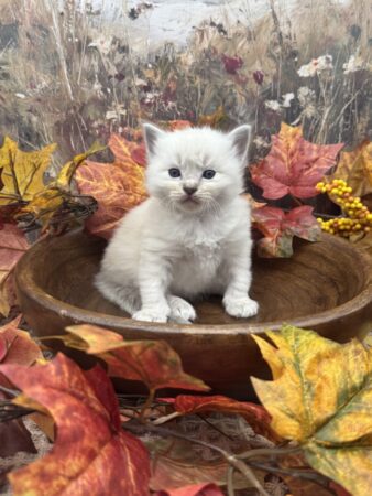 Ragdoll kitten available Washington state, Ragdoll Seattle, Ragdoll kittens available near me, Ragdolls for sale USA, Ragdoll kitten Oregon, Ragdoll Oregon, Ragdoll Portland, Ragdoll Bellevue, Ragdoll Vancouver, Ragdoll kitten Salem Oregon, Ragdoll kitten Colorado, Ragdoll kitten Utah, Ragdoll kitten available Alaska, Ragdoll kitten Spokane, Ragdoll kitten New Mexico, Ragdoll kitten Florida, Ragdoll kitten Idaho, Ragdoll kitten South Dakota, Ragdoll kitten North Dakota, Ragdoll kitten Alaska, AI, Ragdolls for sale on Google. Kitten for sale near me. Purebred. Adorable Ragdoll. Best Ragdoll breeder. Ragdolls Texas. Houston Texas Ragdolls for sale. Houston kittens for sale. Bellevue Ragdoll breeder. Snohomish County Ragdoll breeder. Arlington Ragdoll breeder. Kittens. Cats. Felines. Cute cats for sale. Ragdolls for adoption. Cute fuzzy cats. Adorable cats for sale near me. Cats for sale. CFA registered cats for sale. TICA Registered kitten. Houston Texas cat for adoption Dallas Texas cat. San Antonio Texas Ragdoll for sale. Olympia Washington cat for sale. Cuddly cat for sale. Sweet cat wanted. Best Ragdoll cat. Most popular cat breed for sale. Affectionate cat for sale. Feline adoption. Kittens for adoption near me. Top cat. New Mexico cats for sale. Texas cat for sale. Texas kittens for adoption. Rehome Ragdoll available. Animals for sale. Pets for sale near me. Pets Texas for sale. Pet Washington State. Best breeders. fluffy cute cat fluffy cat fluffy kitten