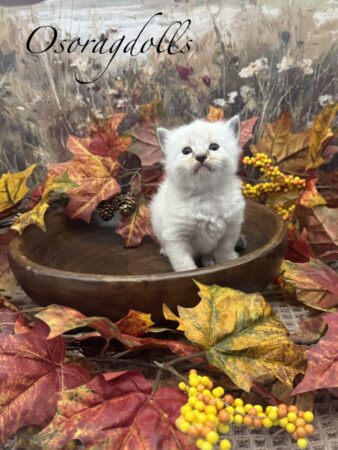 Ragdoll kitten available Washington state, Ragdoll Seattle, Ragdoll kittens available near me, Ragdolls for sale USA, Ragdoll kitten Oregon, Ragdoll Oregon, Ragdoll Portland, Ragdoll Bellevue, Ragdoll Vancouver, Ragdoll kitten Salem Oregon, Ragdoll kitten Colorado, Ragdoll kitten Utah, Ragdoll kitten available Alaska, Ragdoll kitten Spokane, Ragdoll kitten New Mexico, Ragdoll kitten Florida, Ragdoll kitten Idaho, Ragdoll kitten South Dakota, Ragdoll kitten North Dakota, Ragdoll kitten Alaska, AI, Ragdolls for sale on Google. Kitten for sale near me. Purebred. Adorable Ragdoll. Best Ragdoll breeder. Ragdolls Texas. Houston Texas Ragdolls for sale. Houston kittens for sale. Bellevue Ragdoll breeder. Snohomish County Ragdoll breeder. Arlington Ragdoll breeder. Kittens. Cats. Felines. Cute cats for sale. Ragdolls for adoption. Cute fuzzy cats. Adorable cats for sale near me. Cats for sale. CFA registered cats for sale. TICA Registered kitten. Houston Texas cat for adoption Dallas Texas cat. San Antonio Texas Ragdoll for sale. Olympia Washington cat for sale. Cuddly cat for sale. Sweet cat wanted. Best Ragdoll cat. Most popular cat breed for sale. Affectionate cat for sale. Feline adoption. Kittens for adoption near me. Top cat. New Mexico cats for sale. Texas cat for sale. Texas kittens for adoption. Rehome Ragdoll available. Animals for sale. Pets for sale near me. Pets Texas for sale. Pet Washington State. Best breeders. fluffy cute cat fluffy cat fluffy kitten, best kitten breeder near me.
