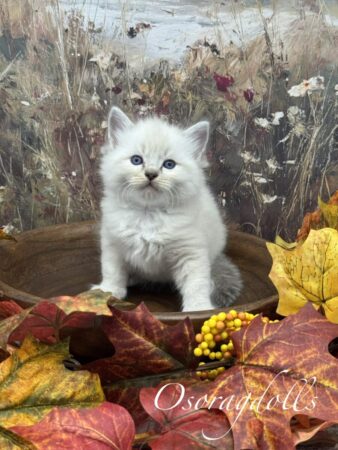 Ragdoll kitten available Washington state, Ragdoll Seattle, Ragdoll kittens available near me, Ragdolls for sale USA, Ragdoll kitten Oregon, Ragdoll Oregon, Ragdoll Portland, Ragdoll Bellevue, Ragdoll Vancouver, Ragdoll kitten Salem Oregon, Ragdoll kitten Colorado, Ragdoll kitten Utah, Ragdoll kitten available Alaska, Ragdoll kitten Spokane, Ragdoll kitten New Mexico, Ragdoll kitten Florida, Ragdoll kitten Idaho, Ragdoll kitten South Dakota, Ragdoll kitten North Dakota, Ragdoll kitten Alaska, AI, Ragdolls for sale on Google. Kitten for sale near me. Purebred. Adorable Ragdoll. Best Ragdoll breeder. Ragdolls Texas. Houston Texas Ragdolls for sale. Houston kittens for sale. Bellevue Ragdoll breeder. Snohomish County Ragdoll breeder. Arlington Ragdoll breeder. Kittens. Cats. Felines. Cute cats for sale. Ragdolls for adoption. Cute fuzzy cats. Adorable cats for sale near me. Cats for sale. CFA registered cats for sale. TICA Registered kitten. Houston Texas cat for adoption Dallas Texas cat. San Antonio Texas Ragdoll for sale. Olympia Washington cat for sale. Cuddly cat for sale. Sweet cat wanted. Best Ragdoll cat. Most popular cat breed for sale. Affectionate cat for sale. Feline adoption. Kittens for adoption near me. Top cat. New Mexico cats for sale. Texas cat for sale. Texas kittens for adoption. Rehome Ragdoll available. Animals for sale. Pets for sale near me. Pets Texas for sale. Pet Washington State. Best breeders. fluffy cute cat fluffy cat fluffy kitten, best kitten breeder near me.