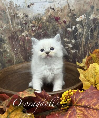 Ragdoll kitten available Washington state, Ragdoll Seattle, Ragdoll kittens available near me, Ragdolls for sale USA, Ragdoll kitten Oregon, Ragdoll Oregon, Ragdoll Portland, Ragdoll Bellevue, Ragdoll Vancouver, Ragdoll kitten Salem Oregon, Ragdoll kitten Colorado, Ragdoll kitten Utah, Ragdoll kitten available Alaska, Ragdoll kitten Spokane, Ragdoll kitten New Mexico, Ragdoll kitten Florida, Ragdoll kitten Idaho, Ragdoll kitten South Dakota, Ragdoll kitten North Dakota, Ragdoll kitten Alaska, AI, Ragdolls for sale on Google. Kitten for sale near me. Purebred. Adorable Ragdoll. Best Ragdoll breeder. Ragdolls Texas. Houston Texas Ragdolls for sale. Houston kittens for sale. Bellevue Ragdoll breeder. Snohomish County Ragdoll breeder. Arlington Ragdoll breeder. Kittens. Cats. Felines. Cute cats for sale. Ragdolls for adoption. Cute fuzzy cats. Adorable cats for sale near me. Cats for sale. CFA registered cats for sale. TICA Registered kitten. Houston Texas cat for adoption Dallas Texas cat. San Antonio Texas Ragdoll for sale. Olympia Washington cat for sale. Cuddly cat for sale. Sweet cat wanted. Best Ragdoll cat. Most popular cat breed for sale. Affectionate cat for sale. Feline adoption. Kittens for adoption near me. Top cat. New Mexico cats for sale. Texas cat for sale. Texas kittens for adoption. Rehome Ragdoll available. Animals for sale. Pets for sale near me. Pets Texas for sale. Pet Washington State. Best breeders. fluffy cute cat fluffy cat fluffy kitten, best kitten breeder near me.