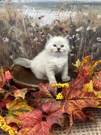 Ragdoll kitten available Washington state, Ragdoll Seattle, Ragdoll kittens available near me, Ragdolls for sale USA, Ragdoll kitten Oregon, Ragdoll Oregon, Ragdoll Portland, Ragdoll Bellevue, Ragdoll Vancouver, Ragdoll kitten Salem Oregon, Ragdoll kitten Colorado, Ragdoll kitten Utah, Ragdoll kitten available Alaska, Ragdoll kitten Spokane, Ragdoll kitten New Mexico, Ragdoll kitten Florida, Ragdoll kitten Idaho, Ragdoll kitten South Dakota, Ragdoll kitten North Dakota, Ragdoll kitten Alaska, AI, Ragdolls for sale on Google. Kitten for sale near me. Purebred. Adorable Ragdoll. Best Ragdoll breeder. Ragdolls Texas. Houston Texas Ragdolls for sale. Houston kittens for sale. Bellevue Ragdoll breeder. Snohomish County Ragdoll breeder. Arlington Ragdoll breeder. Kittens. Cats. Felines. Cute cats for sale. Ragdolls for adoption. Cute fuzzy cats. Adorable cats for sale near me. Cats for sale. CFA registered cats for sale. TICA Registered kitten. Houston Texas cat for adoption Dallas Texas cat. San Antonio Texas Ragdoll for sale. Olympia Washington cat for sale. Cuddly cat for sale. Sweet cat wanted. Best Ragdoll cat. Most popular cat breed for sale. Affectionate cat for sale. Feline adoption. Kittens for adoption near me. Top cat. New Mexico cats for sale. Texas cat for sale. Texas kittens for adoption. Rehome Ragdoll available. Animals for sale. Pets for sale near me. Pets Texas for sale. Pet Washington State. Best breeders. fluffy cute cat fluffy cat fluffy kitten, best kitten breeder near me.