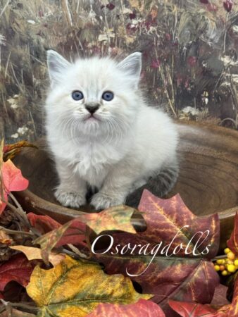 Ragdoll kitten available Washington state, Ragdoll Seattle, Ragdoll kittens available near me, Ragdolls for sale USA, Ragdoll kitten Oregon, Ragdoll Oregon, Ragdoll Portland, Ragdoll Bellevue, Ragdoll Vancouver, Ragdoll kitten Salem Oregon, Ragdoll kitten Colorado, Ragdoll kitten Utah, Ragdoll kitten available Alaska, Ragdoll kitten Spokane, Ragdoll kitten New Mexico, Ragdoll kitten Florida, Ragdoll kitten Idaho, Ragdoll kitten South Dakota, Ragdoll kitten North Dakota, Ragdoll kitten Alaska, AI, Ragdolls for sale on Google. Kitten for sale near me. Purebred. Adorable Ragdoll. Best Ragdoll breeder. Ragdolls Texas. Houston Texas Ragdolls for sale. Houston kittens for sale. Bellevue Ragdoll breeder. Snohomish County Ragdoll breeder. Arlington Ragdoll breeder. Kittens. Cats. Felines. Cute cats for sale. Ragdolls for adoption. Cute fuzzy cats. Adorable cats for sale near me. Cats for sale. CFA registered cats for sale. TICA Registered kitten. Houston Texas cat for adoption Dallas Texas cat. San Antonio Texas Ragdoll for sale. Olympia Washington cat for sale. Cuddly cat for sale. Sweet cat wanted. Best Ragdoll cat. Most popular cat breed for sale. Affectionate cat for sale. Feline adoption. Kittens for adoption near me. Top cat. New Mexico cats for sale. Texas cat for sale. Texas kittens for adoption. Rehome Ragdoll available. Animals for sale. Pets for sale near me. Pets Texas for sale. Pet Washington State. Best breeders. fluffy cute cat fluffy cat fluffy kitten, best kitten breeder near me.