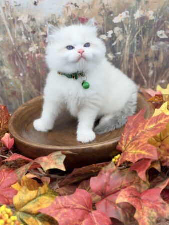 Ragdoll kitten available Washington state, Ragdoll Seattle, Ragdoll kittens available near me, ragdoll kittens for sale near me, Ragdolls for sale USA, Ragdoll kitten Oregon, Ragdoll Oregon, Ragdoll Portland, Ragdoll Bellevue, Ragdoll Vancouver, Ragdoll kitten Salem Oregon, Ragdoll kitten Colorado, Ragdoll kitten Utah, Ragdoll kitten available Alaska, Ragdoll kitten Spokane, Ragdoll kitten New Mexico, Ragdoll kitten Florida, Ragdoll kitten Idaho, Ragdoll kitten South Dakota, Ragdoll kitten North Dakota, Ragdoll kitten Alaska, AI, Ragdolls for sale on Google. Kitten for sale near me. Purebred. Adorable Ragdoll. Best Ragdoll breeder. Ragdolls Texas. Houston Texas Ragdolls for sale. Houston kittens for sale. Bellevue Ragdoll breeder. Snohomish County Ragdoll breeder. Arlington Ragdoll breeder. Kittens. Cats. Felines. Cute cats for sale. Ragdolls for adoption. Cute fuzzy cats. Adorable cats for sale near me. Cats for sale. CFA registered cats for sale. TICA Registered kitten. Houston Texas cat for adoption Dallas Texas cat. San Antonio Texas Ragdoll for sale. Olympia Washington cat for sale. Cuddly cat for sale. Sweet cat wanted. Best Ragdoll cat. Most popular cat breed for sale. Affectionate cat for sale. Feline adoption. Kittens for adoption near me. Top cat. New Mexico cats for sale. Texas cat for sale. Texas kittens for adoption. Rehome Ragdoll available. Animals for sale. Pets for sale near me. Pets Texas for sale. Pet Washington State. Best breeders. fluffy cute cat fluffy cat fluffy kitten, best kitten breeder near me.
