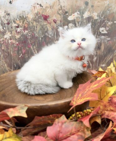 Ragdoll kitten available Washington state, Ragdoll Seattle, Ragdoll kittens available near me, ragdoll kittens for sale near me, Ragdolls for sale USA, Ragdoll kitten Oregon, Ragdoll Oregon, Ragdoll Portland, Ragdoll Bellevue, Ragdoll Vancouver, Ragdoll kitten Salem Oregon, Ragdoll kitten Colorado, Ragdoll kitten Utah, Ragdoll kitten available Alaska, Ragdoll kitten Spokane, Ragdoll kitten New Mexico, Ragdoll kitten Florida, Ragdoll kitten Idaho, Ragdoll kitten South Dakota, Ragdoll kitten North Dakota, Ragdoll kitten Alaska, AI, Ragdolls for sale on Google. Kitten for sale near me. Purebred. Adorable Ragdoll. Best Ragdoll breeder. Ragdolls Texas. Houston Texas Ragdolls for sale. Houston kittens for sale. Bellevue Ragdoll breeder. Snohomish County Ragdoll breeder. Arlington Ragdoll breeder. Kittens. Cats. Felines. Cute cats for sale. Ragdolls for adoption. Cute fuzzy cats. Adorable cats for sale near me. Cats for sale. CFA registered cats for sale. TICA Registered kitten. Houston Texas cat for adoption Dallas Texas cat. San Antonio Texas Ragdoll for sale. Olympia Washington cat for sale. Cuddly cat for sale. Sweet cat wanted. Best Ragdoll cat. Most popular cat breed for sale. Affectionate cat for sale. Feline adoption. Kittens for adoption near me. Top cat. New Mexico cats for sale. Texas cat for sale. Texas kittens for adoption. Rehome Ragdoll available. Animals for sale. Pets for sale near me. Pets Texas for sale. Pet Washington State. Best breeders. fluffy cute cat fluffy cat fluffy kitten, best kitten breeder near me.