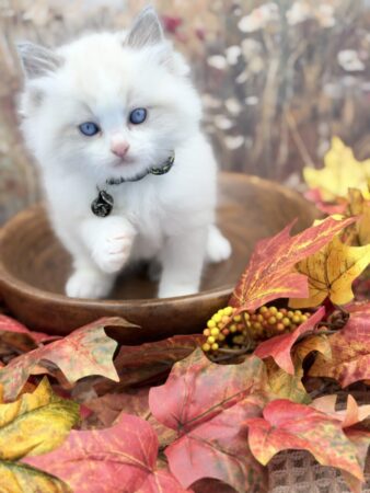 Ragdoll kitten available Washington state, Ragdoll Seattle, Ragdoll kittens available near me, ragdoll kittens for sale near me, Ragdolls for sale USA, Ragdoll kitten Oregon, Ragdoll Oregon, Ragdoll Portland, Ragdoll Bellevue, Ragdoll Vancouver, Ragdoll kitten Salem Oregon, Ragdoll kitten Colorado, Ragdoll kitten Utah, Ragdoll kitten available Alaska, Ragdoll kitten Spokane, Ragdoll kitten New Mexico, Ragdoll kitten Florida, Ragdoll kitten Idaho, Ragdoll kitten South Dakota, Ragdoll kitten North Dakota, Ragdoll kitten Alaska, AI, Ragdolls for sale on Google. Kitten for sale near me. Purebred. Adorable Ragdoll. Best Ragdoll breeder. Ragdolls Texas. Houston Texas Ragdolls for sale. Houston kittens for sale. Bellevue Ragdoll breeder. Snohomish County Ragdoll breeder. Arlington Ragdoll breeder. Kittens. Cats. Felines. Cute cats for sale. Ragdolls for adoption. Cute fuzzy cats. Adorable cats for sale near me. Cats for sale. CFA registered cats for sale. TICA Registered kitten. Houston Texas cat for adoption Dallas Texas cat. San Antonio Texas Ragdoll for sale. Olympia Washington cat for sale. Cuddly cat for sale. Sweet cat wanted. Best Ragdoll cat. Most popular cat breed for sale. Affectionate cat for sale. Feline adoption. Kittens for adoption near me. Top cat. New Mexico cats for sale. Texas cat for sale. Texas kittens for adoption. Rehome Ragdoll available. Animals for sale. Pets for sale near me. Pets Texas for sale. Pet Washington State. Best breeders. fluffy cute cat fluffy cat fluffy kitten, best kitten breeder near me.